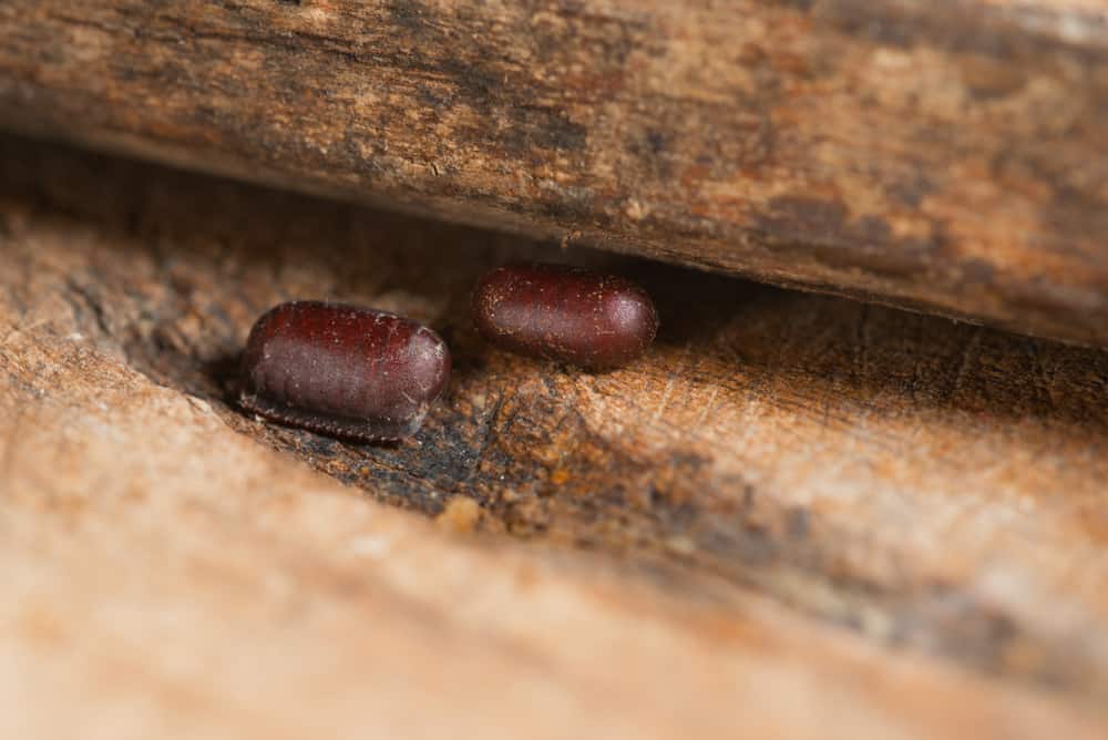Come riconoscere e sbarazzarsi delle uova di scarafaggio ostinate