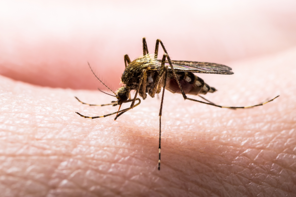Първа помощ за преодоляване на ухапвания от агна, малки насекоми, подобни на комарите