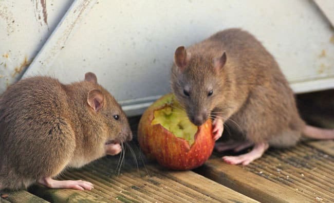 Attento! Queste 6 malattie pericolose causate dai ratti