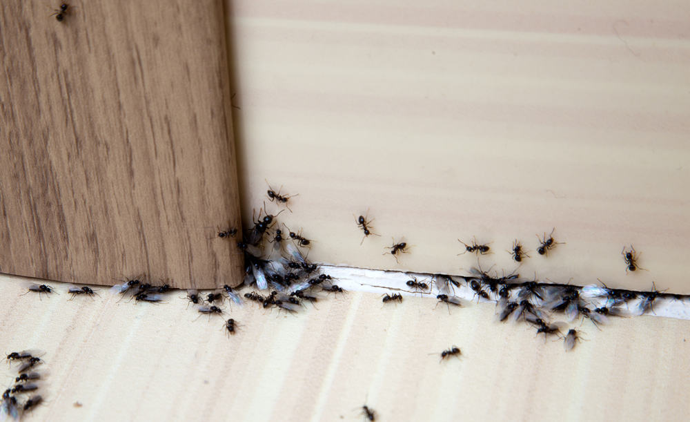9 modi per sbarazzarsi delle formiche testarde a casa