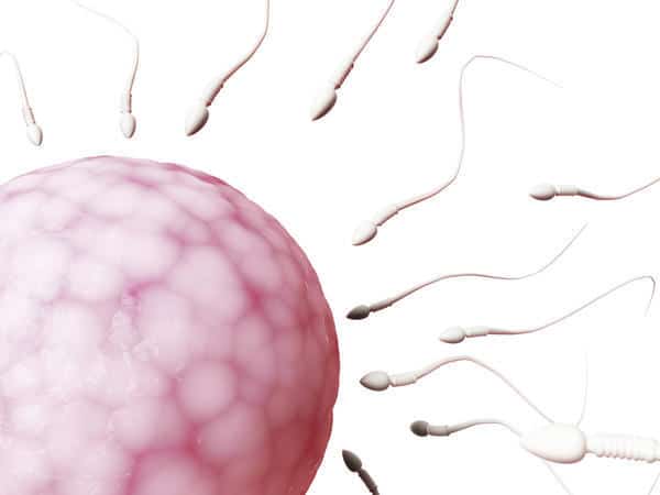 7 Fakta Mengenai Telur Wanita Yang Telah Berada Di Rahim