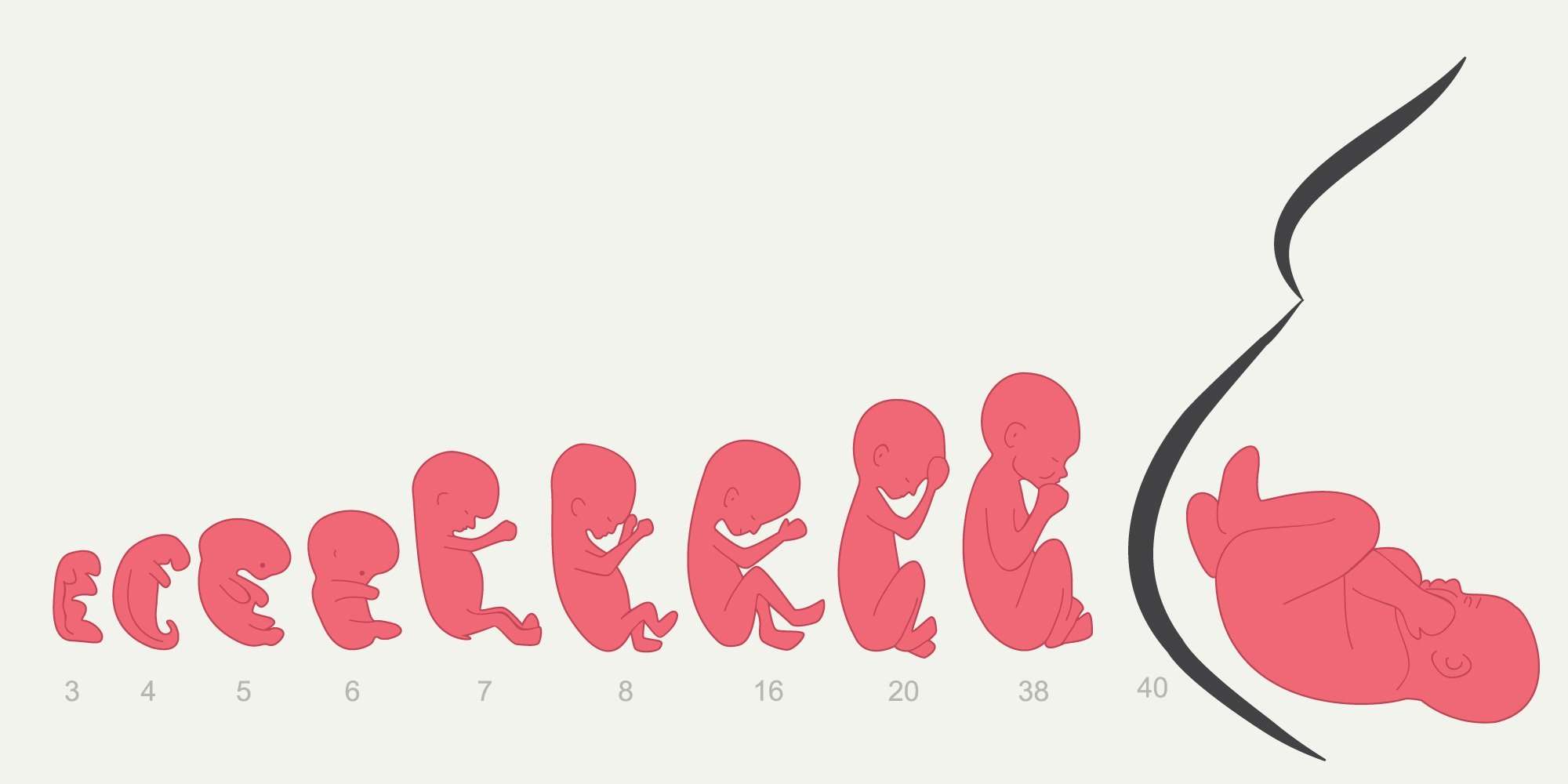 Fasi dello sviluppo fetale nell'utero ogni settimana fino al giorno della nascita