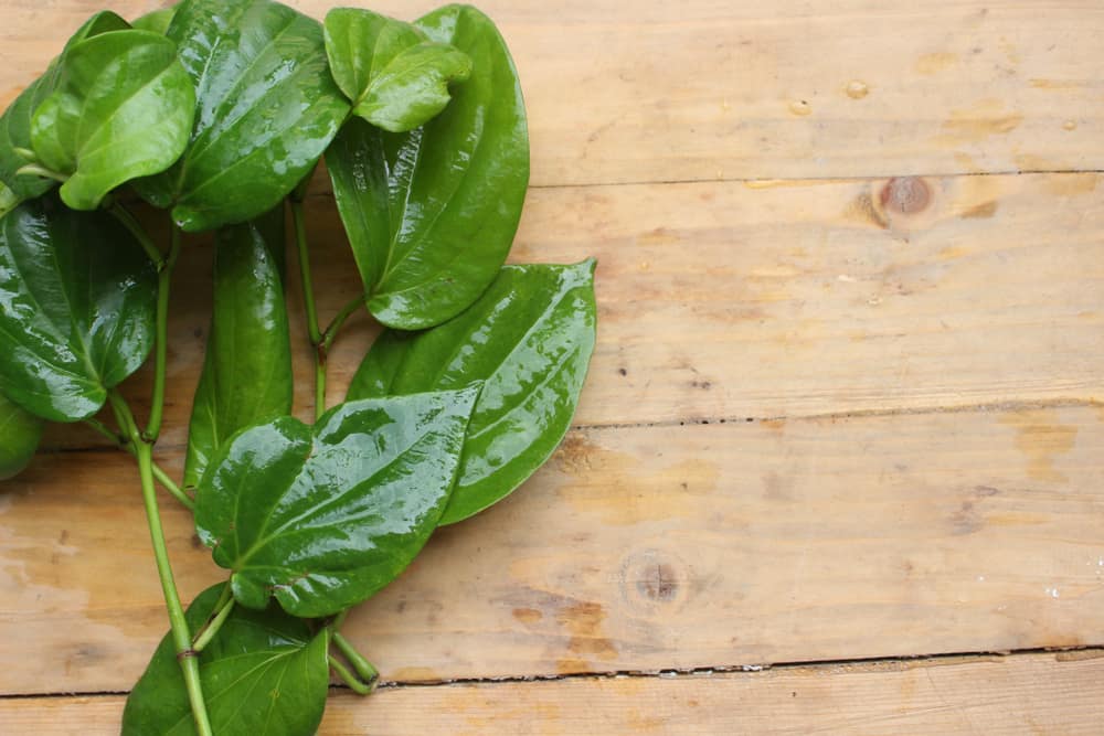 Adakah selamat menggunakan daun sirih sebagai ubat mata?