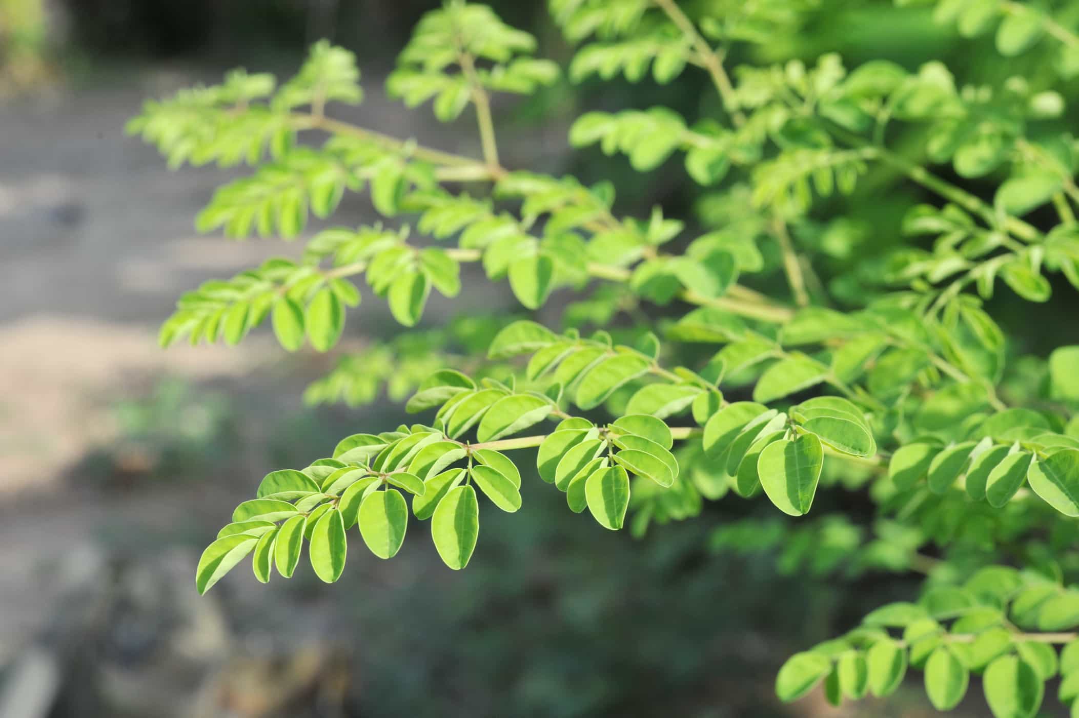 5 ползи от листата на Moringa за повишаване на мъжката жизненост