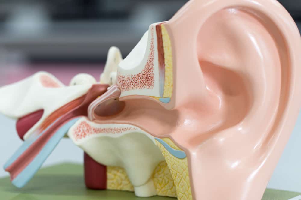 Хайде, научете се да разпознавате анатомията на ухото и всяка функция