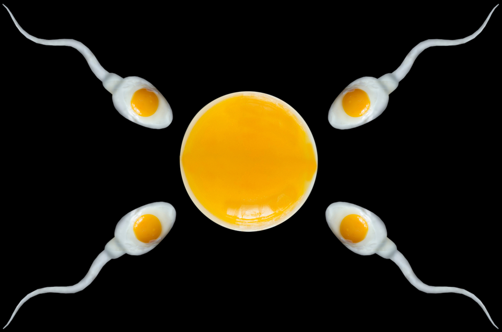 卵形成、雌の卵細胞の形成過程