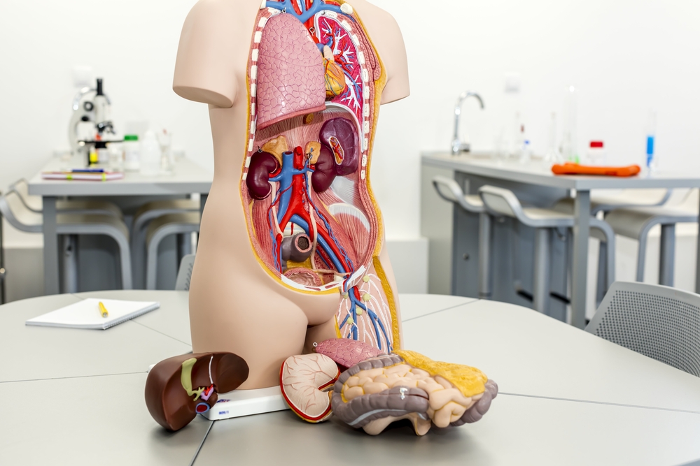 人体の解剖学：人間の臓器系を理解する