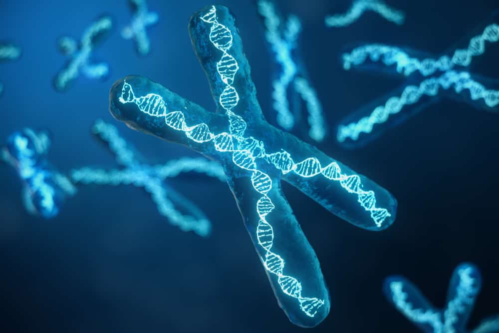 Fakta Mengenai Kromosom dari Fungsi hingga Kelainan