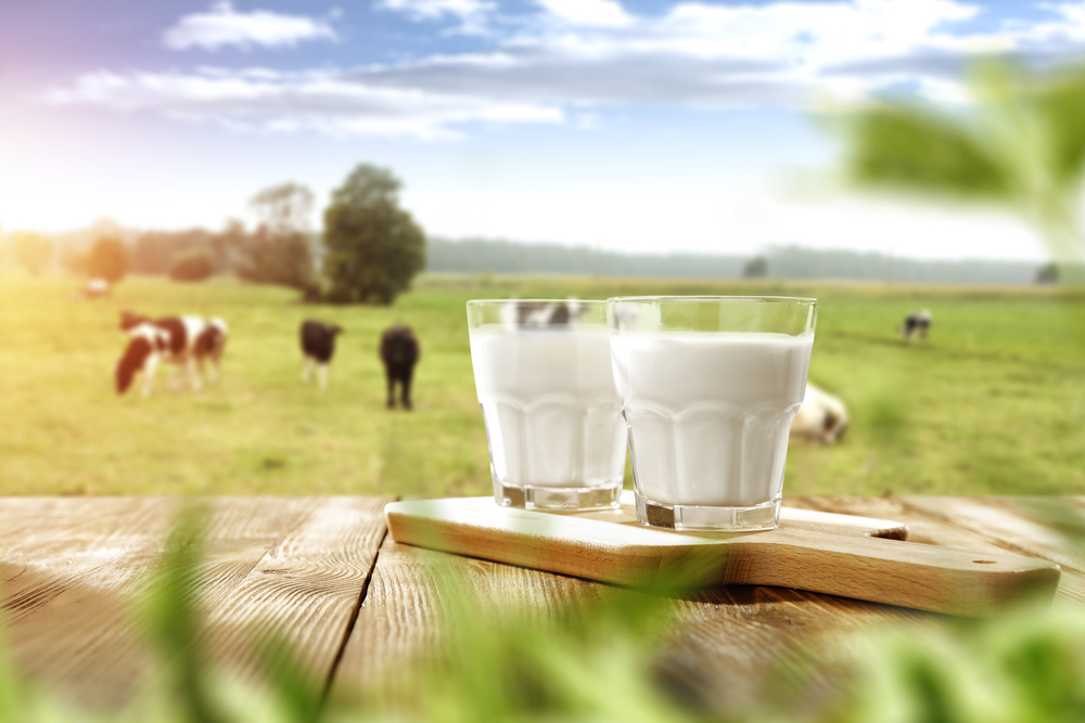 15 فائدة من حليب البقر لصحة جسمك