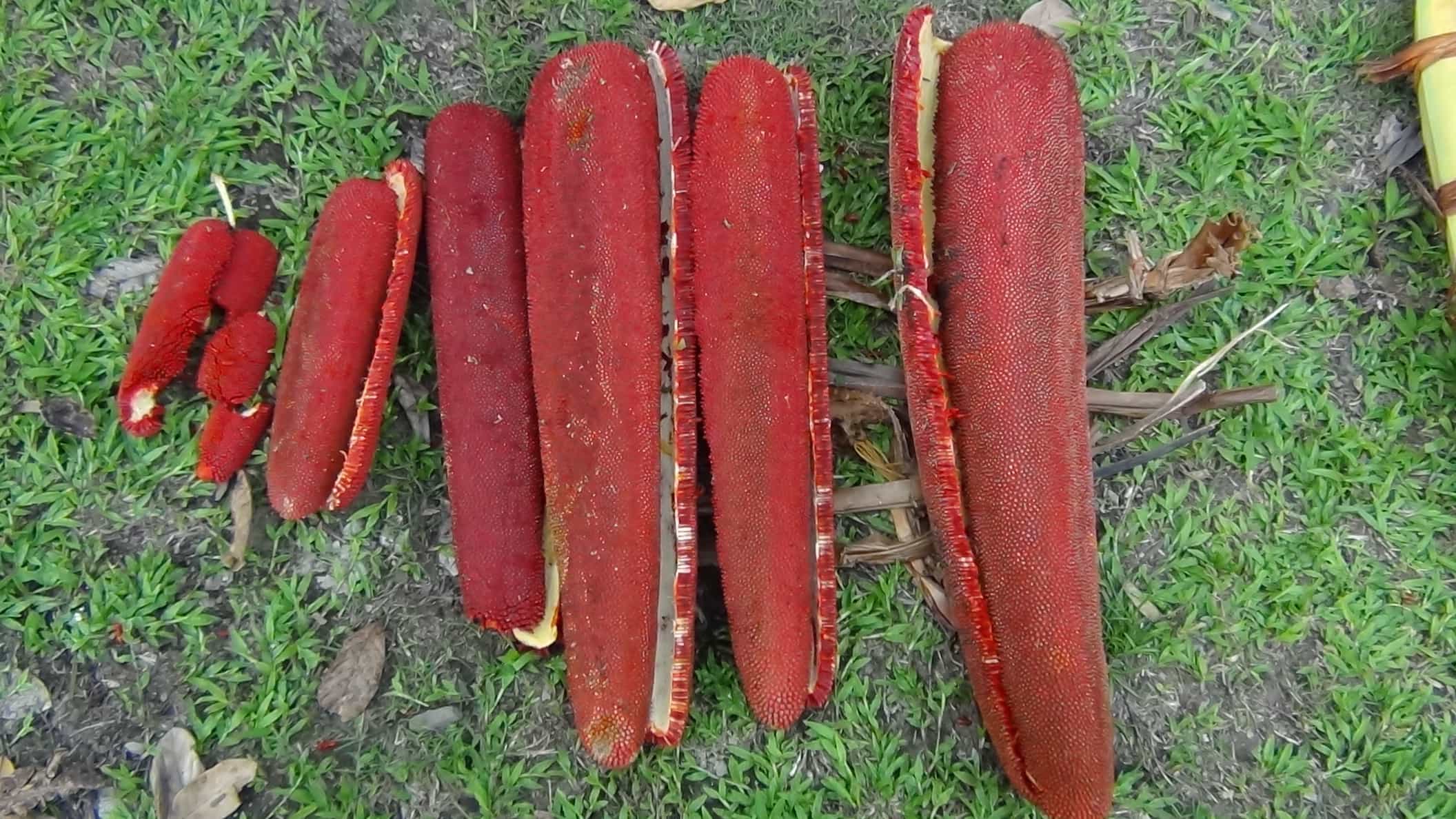 5 невероятни ползи от папуанските червени плодове