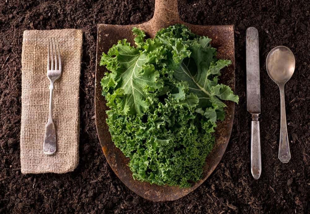 Pelbagai Khasiat Daun Kale, Hijau Kaya dengan Nutrien
