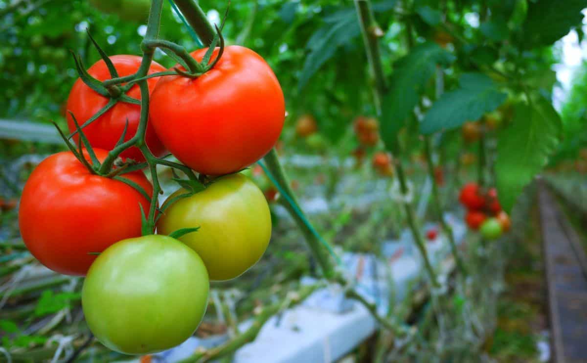 Questi 7 benefici dei pomodori ti faranno mangiare più spesso
