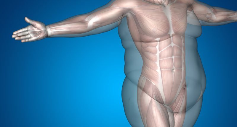 الدهون الزائدة في الجسم أين تخزن؟