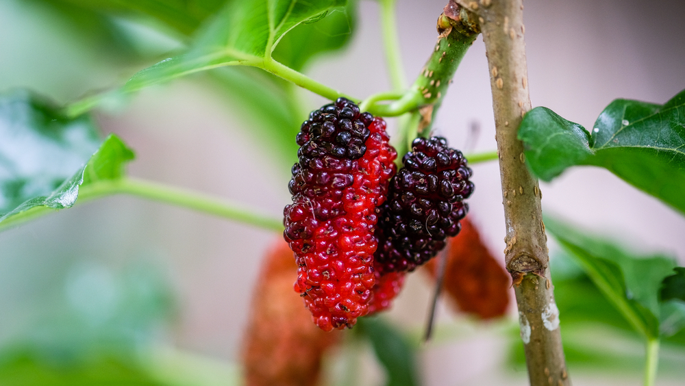 9 Khasiat Buah Mulberry, dari Menurunkan Kolesterol hingga Mencegah Obesiti