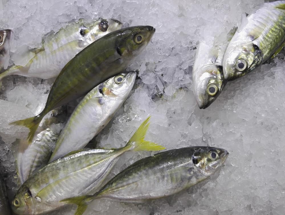 Peeling 7 benefici del pesce Selar per la salute del corpo