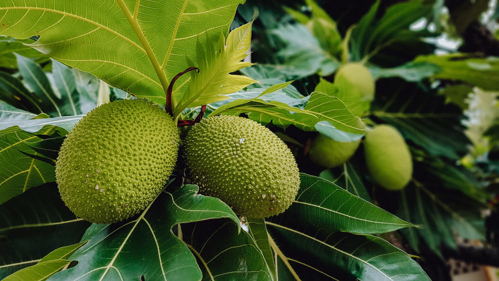 Selain menjadikan anda kenyang, lihat 5 Manfaat Breadfruit yang Jarang Diketahui