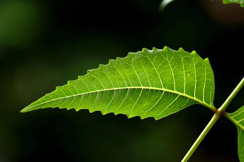 3 benefici delle foglie di Neem (Intaran), una pianta medicinale versatile