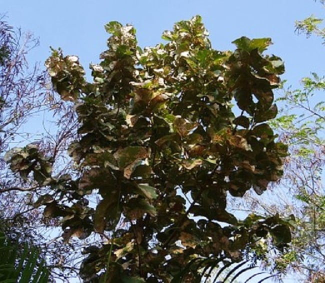 Utilizzo di 10 benefici delle foglie di teak per la salute del corpo