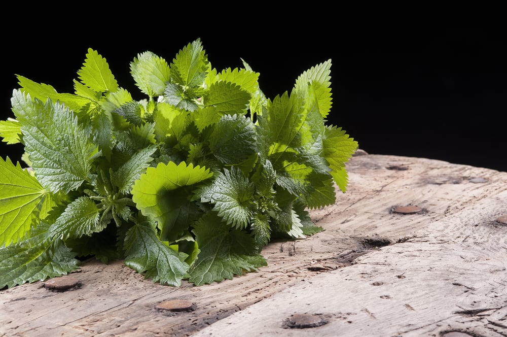 6 فوائد مدهشة لأوراق نبات القراص التي تسبب الحكة