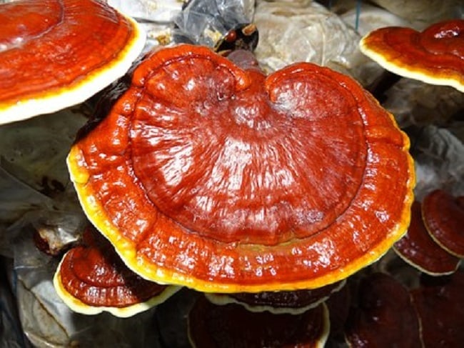 5 benefici dei funghi Lingzhi per la salute, dai reumatismi al cancro