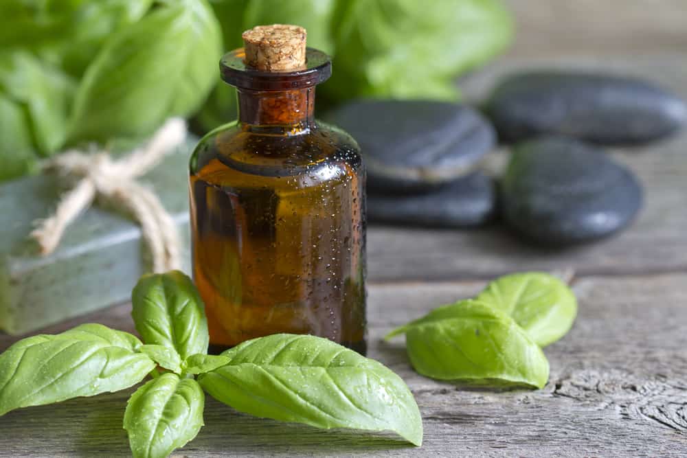 5 benefici dell'olio di foglie di basilico per la salute del corpo