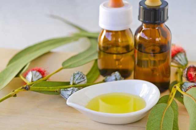 7 Kebaikan Minyak Eucalyptus Putih untuk Kesihatan