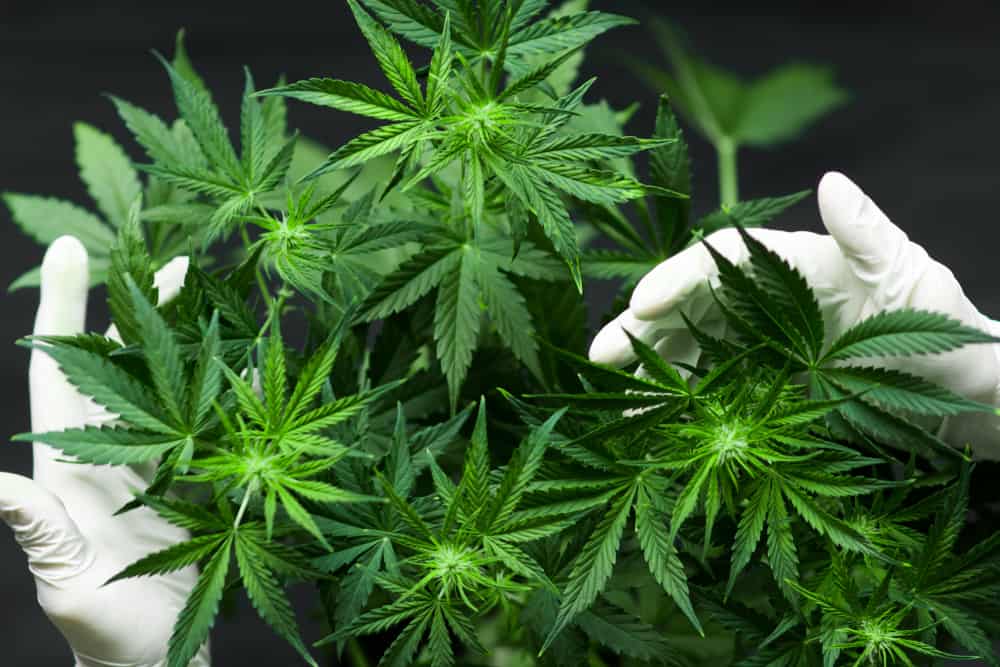I benefici della marijuana nel mondo medico più i suoi effetti sulla salute