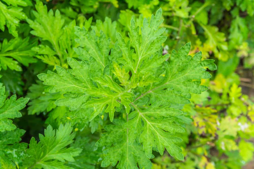 Kenali Artemisia Annua, Herba yang Berpotensi Membunuh Kanser dan Malaria