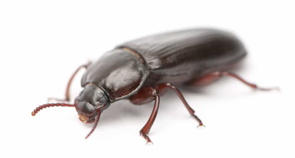 È vero che mangiare le formiche giapponesi può superare varie malattie?
