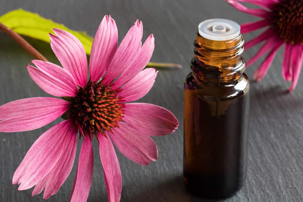 5 ประโยชน์ที่น่าอัศจรรย์ของ Echinacea เพื่อสุขภาพ