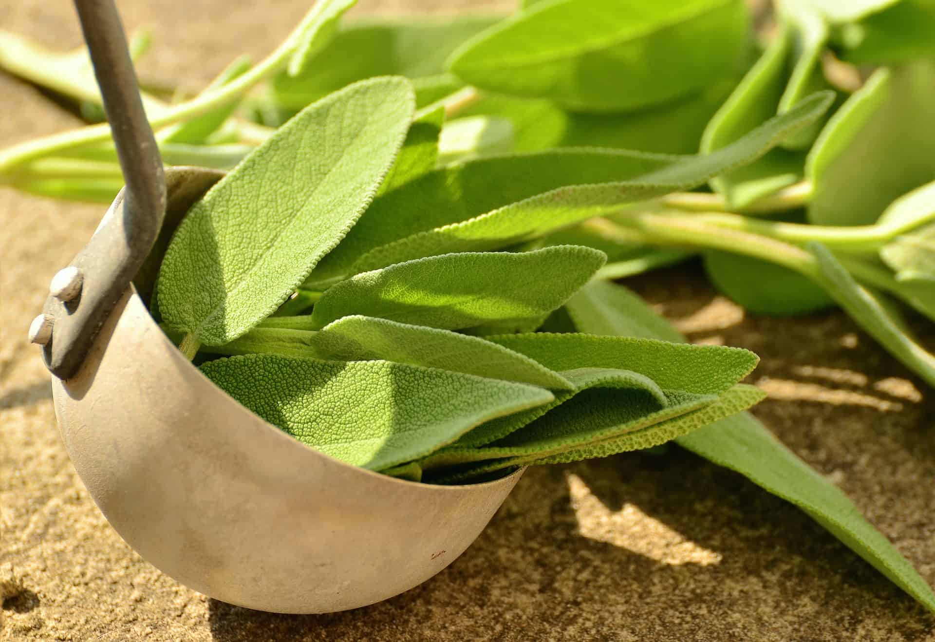 Oltre alla fragranza cosmetica, ecco 4 benefici per la salute delle foglie di salvia che sono raramente conosciuti
