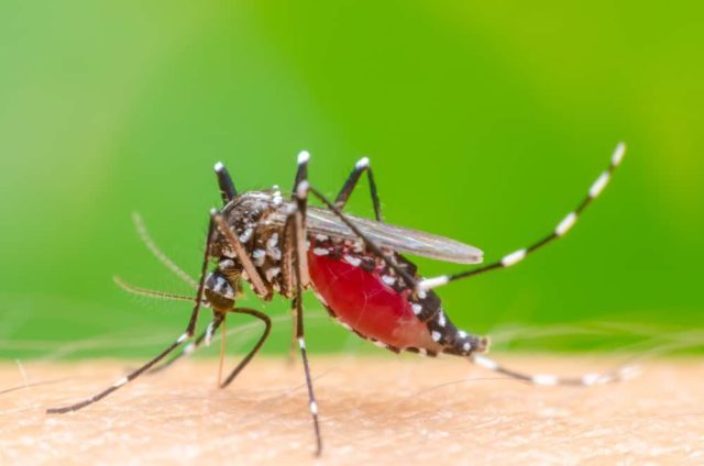 5 характеристики на комара от денга (DHF), който трябва да знаете