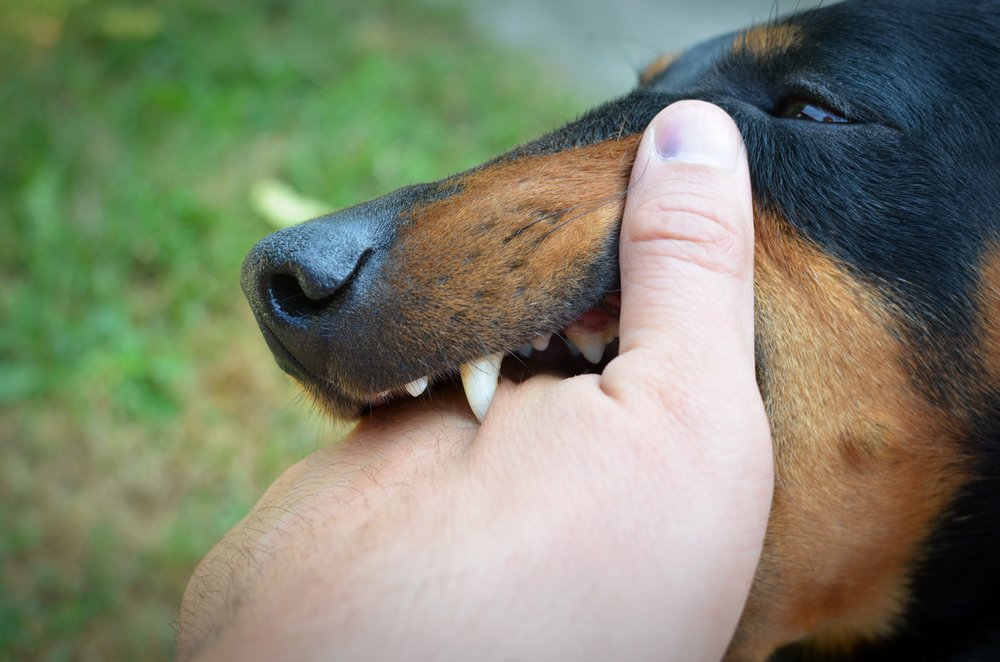 Berhati-hati dengan Penularan Rabies dari Haiwan, Inilah Ciri-ciri Anjing yang Terinfeksi