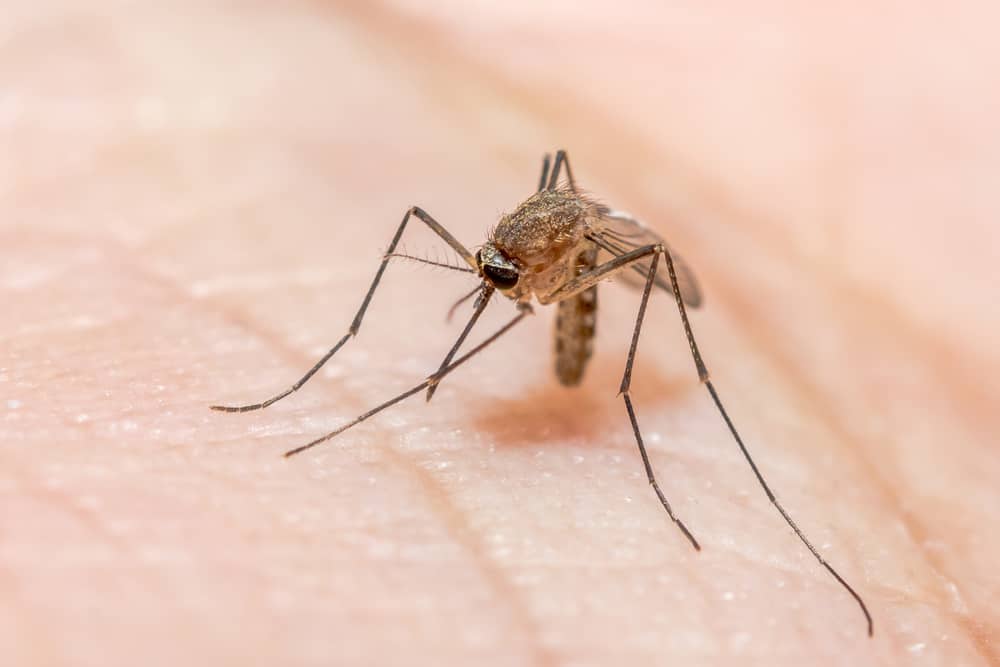 Запознайте се с характеристиките на комара Anopheles, който причинява малария