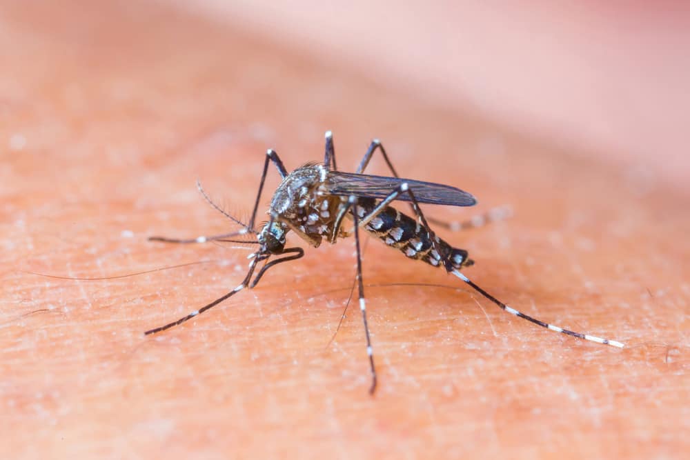 Причини и рискови фактори за хеморагична треска от денга (DHF)