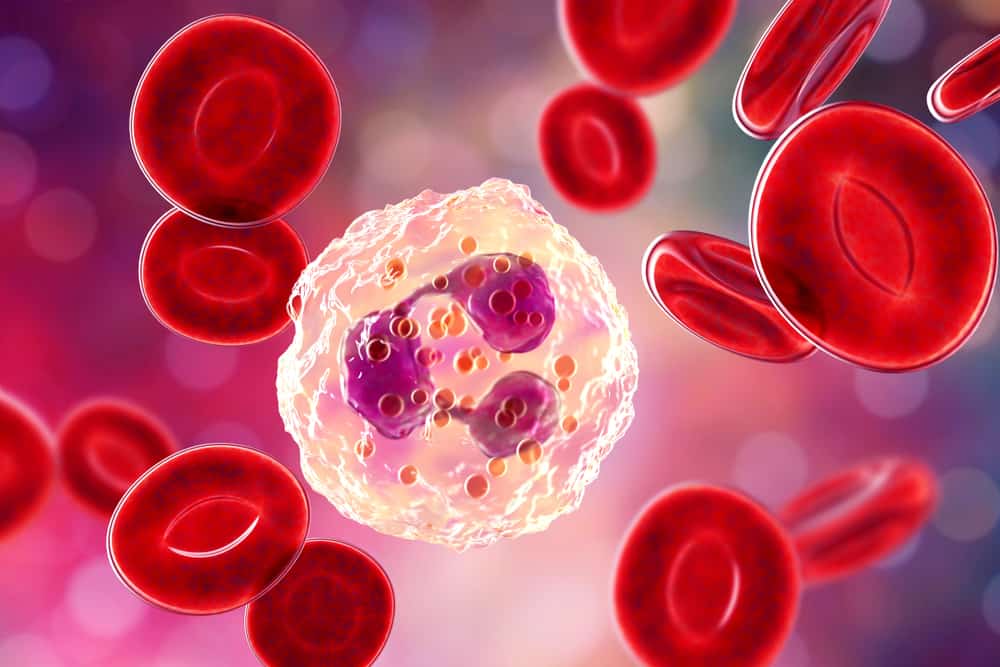 Conoscere la funzione dei neutrofili e i loro livelli normali nel sangue